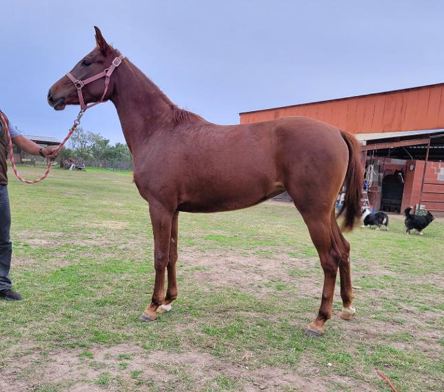 ARABIAN HORSES FOR SALE, SAN ANTONIO TEXAS AREA